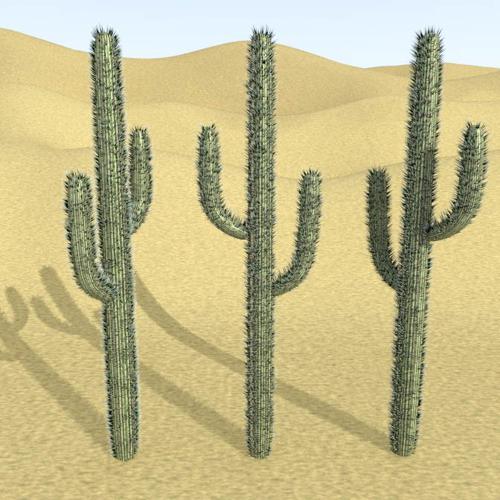 cactus preview image